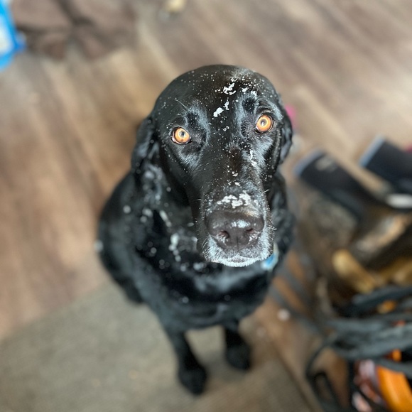 Meet your Posher, Sura-Quay or SQ - Picture 3 of 7